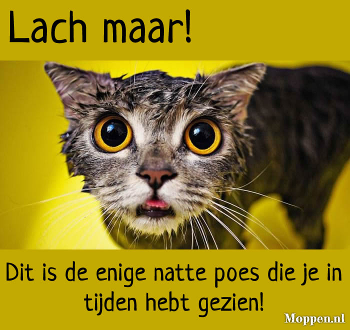 Moppen.nl - Mop: Natte poes